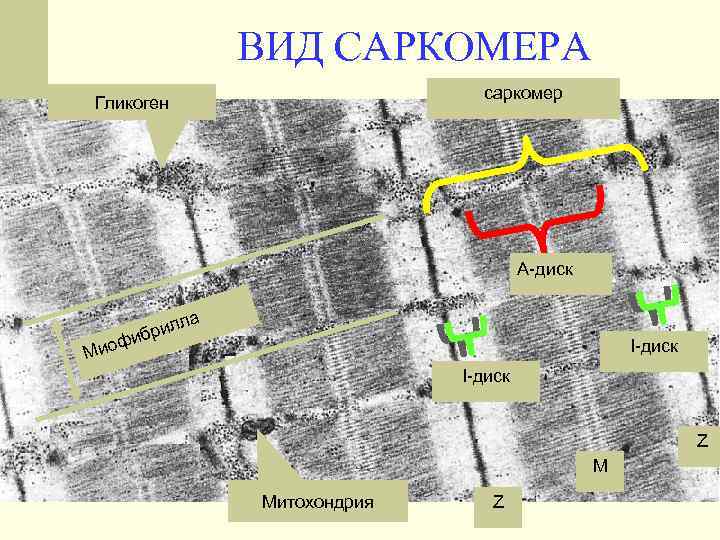 ВИД САРКОМЕРА саркомер Гликоген А-диск ла рил иб иоф М I-диск Z М Митохондрия