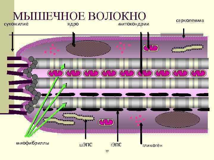 МЫШЕЧНОЕ ВОЛОКНО сухожилие ядро митохондрии миофибриллы ш. ЭПС г. ЭПС 17 гликоген сарколемма 