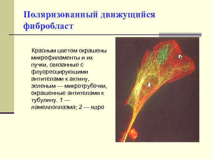 Поляризованный движущийся фибробласт Красным цветом окрашены микрофиламенты и их пучки, связанные с флуоресцирующими антителами