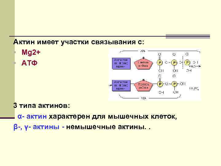 Актин имеет участки связывания с: § Mg 2+ § АТФ 3 типа актинов: α-