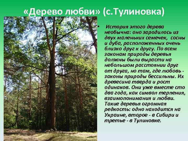  «Дерево любви» (с. Тулиновка) • История этого дерева необычна: оно зародилось из двух