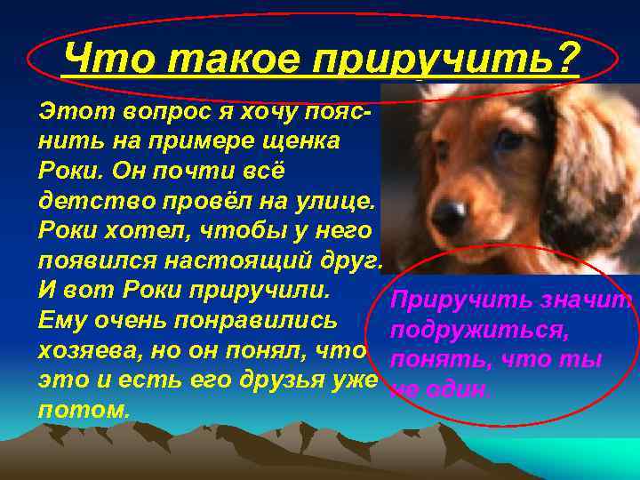 Что такое приручить? Этот вопрос я хочу пояснить на примере щенка Роки. Он почти