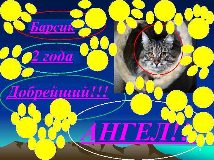 Барсик 2 года Добрейший!!! АНГЕЛ!!! 3 