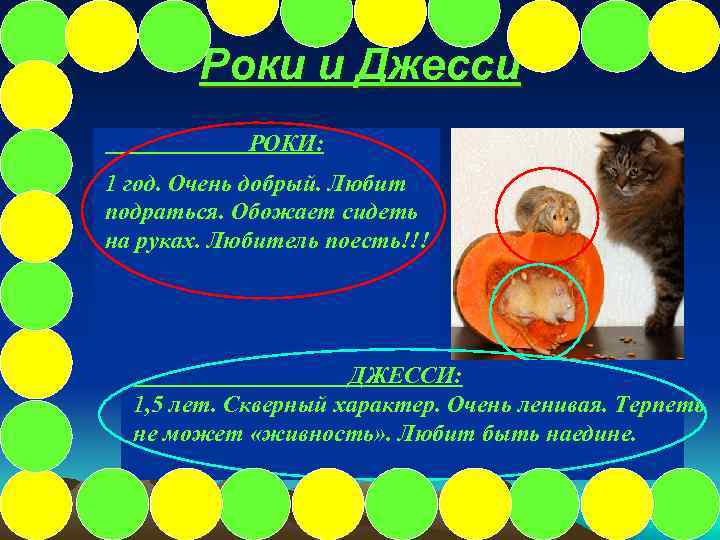 Роки и Джесси РОКИ: 1 год. Очень добрый. Любит подраться. Обожает сидеть на руках.
