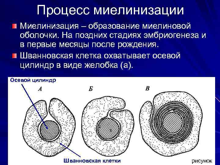 Процесс миелинизации Миелинизация – образование миелиновой оболочки. На поздних стадиях эмбриогенеза и в первые