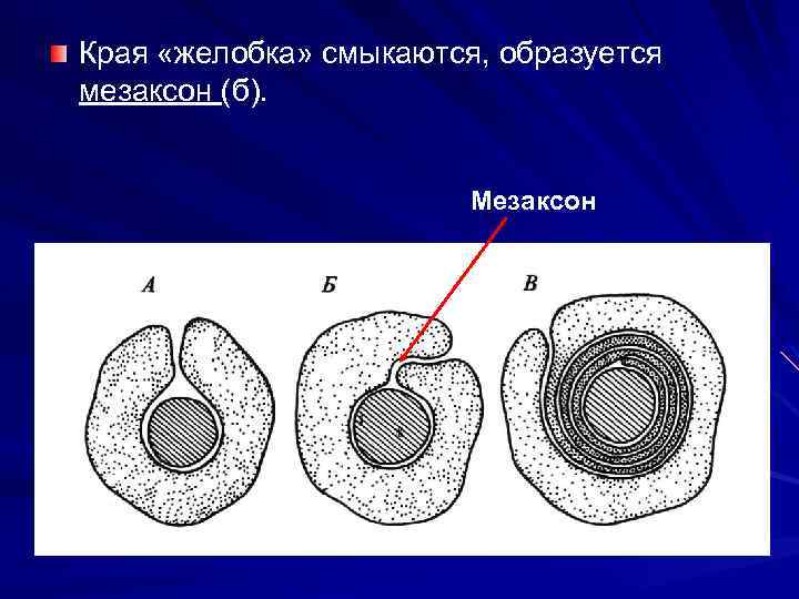 Края «желобка» смыкаются, образуется мезаксон (б). Мезаксон 