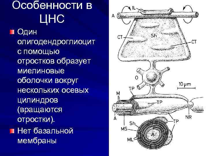 Особенности в ЦНС Один олигодендроглиоцит с помощью отростков образует миелиновые оболочки вокруг нескольких осевых