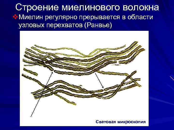 Строение миелинового волокна v. Миелин регулярно прерывается в области узловых перехватов (Ранвье) Световая микроскопия