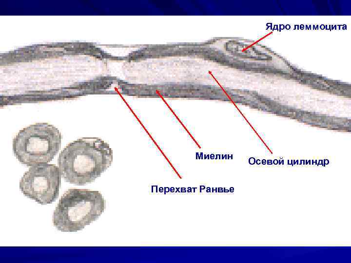 Ядро леммоцита Миелин Перехват Ранвье Осевой цилиндр 