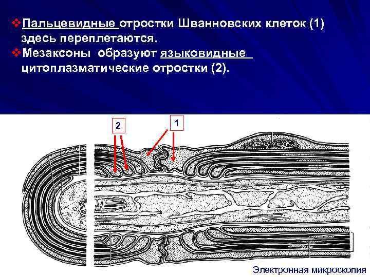 v. Пальцевидные отростки Шванновских клеток (1) здесь переплетаются. v. Мезаксоны образуют языковидные цитоплазматические отростки