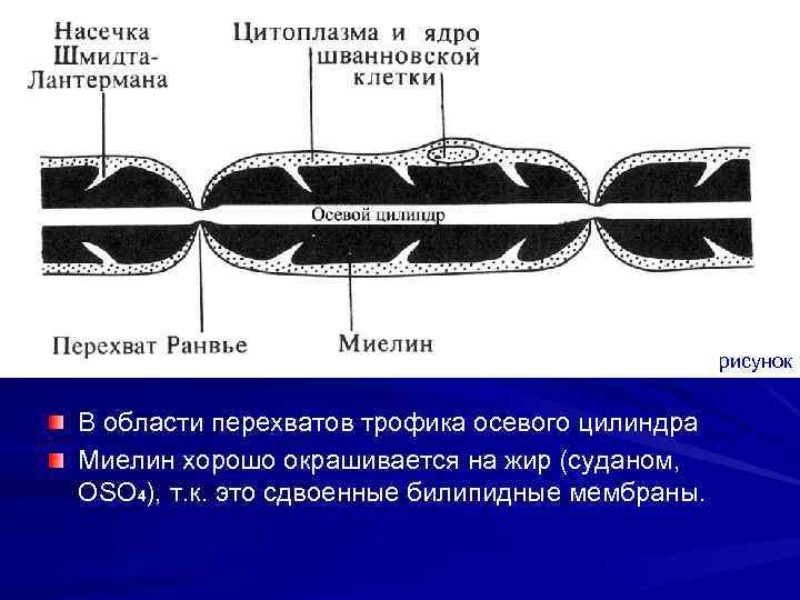 рисунок В области перехватов трофика осевого цилиндра Миелин хорошо окрашивается на жир (суданом, OSO