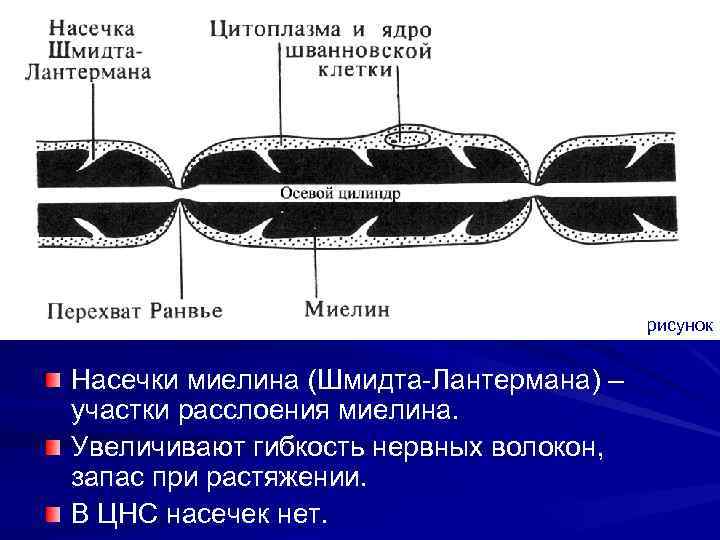 рисунок Насечки миелина (Шмидта-Лантермана) – участки расслоения миелина. Увеличивают гибкость нервных волокон, запас при