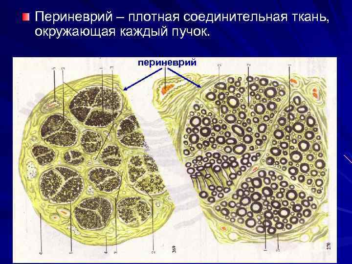 Периневрий – плотная соединительная ткань, окружающая каждый пучок. периневрий 