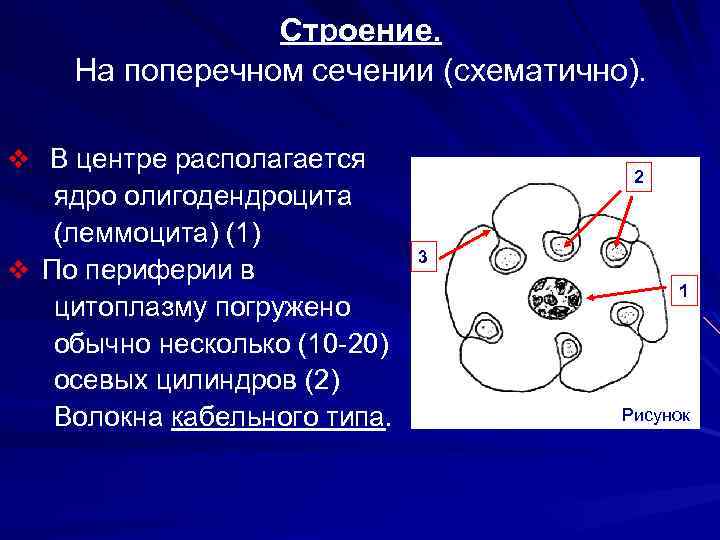 Строение. На поперечном сечении (схематично). v В центре располагается ядро олигодендроцита (леммоцита) (1) v