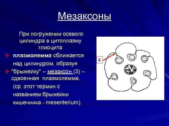 Мезаксоны При погружении осевого цилиндра в цитоплазму глиоцита v плазмолемма сближается над цилиндром, образуя