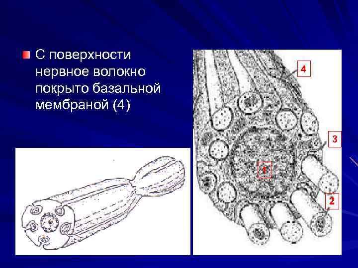 С поверхности нервное волокно покрыто базальной мембраной (4) 4 3 1 2 