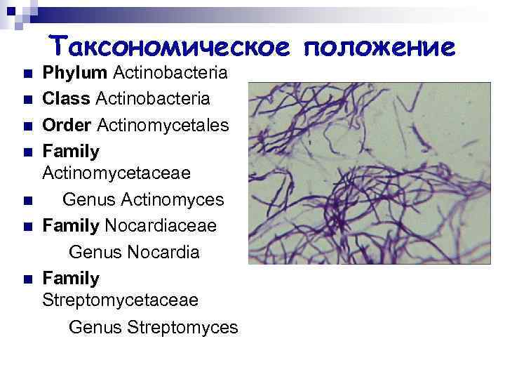 Таксономическое положение n n n n Phylum Actinobacteria Class Actinobacteria Order Actinomycetales Family Actinomycetaceae