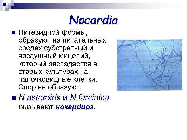 Nocardia n Нитевидной формы, образуют на питательных средах субстратный и воздушный мицелий, который распадается