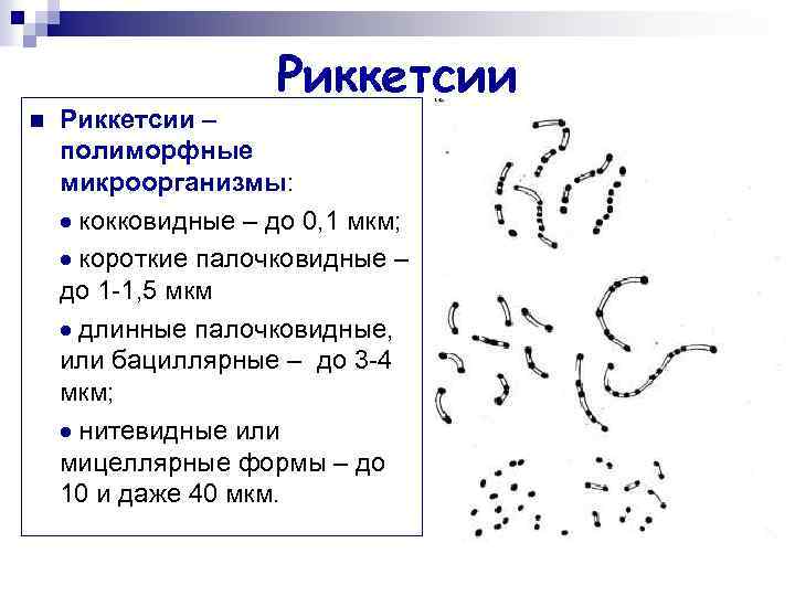 Риккетсии n Риккетсии – полиморфные микроорганизмы: кокковидные – до 0, 1 мкм; короткие палочковидные