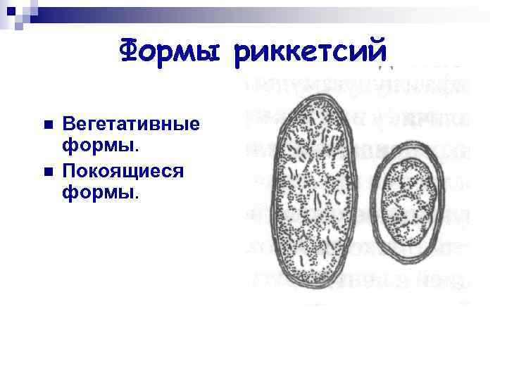 Формы риккетсий n n Вегетативные формы. Покоящиеся формы. 