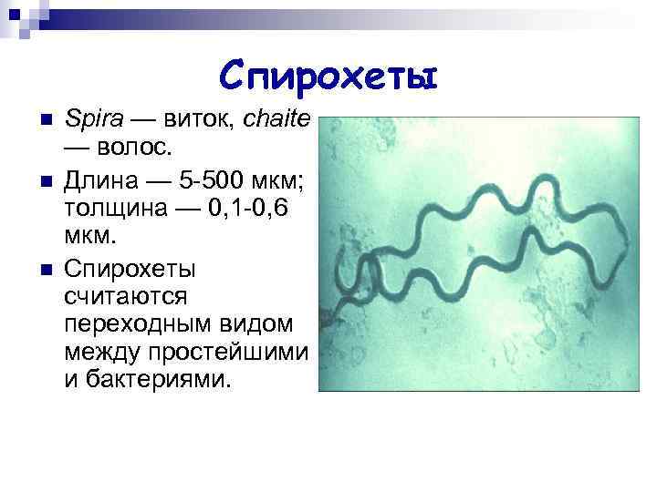 Спирохеты n n n Spira — виток, chaite — волос. Длина — 5 -500