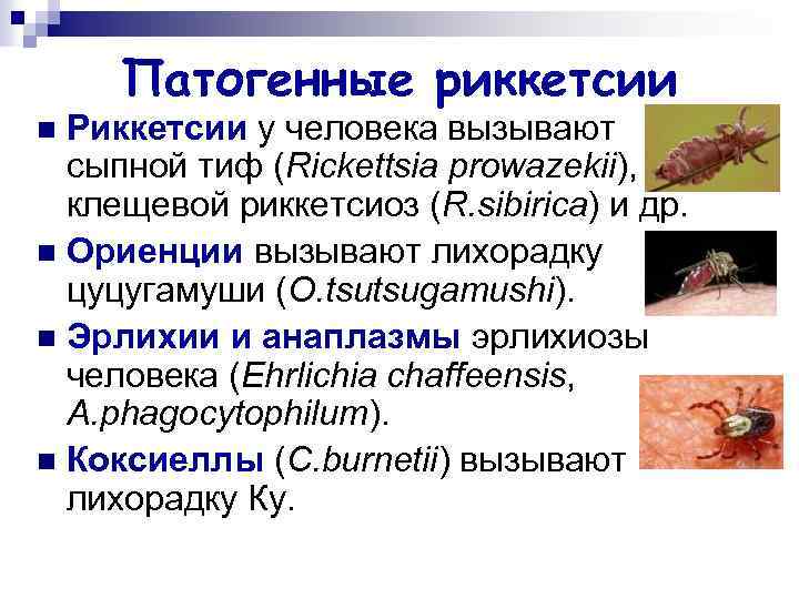 Патогенные риккетсии Риккетсии у человека вызывают сыпной тиф (Rickettsia prowazekii), клещевой риккетсиоз (R. sibirica)