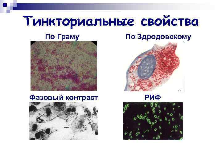 Тинкториальные свойства По Граму Фазовый контраст По Здродовскому РИФ 