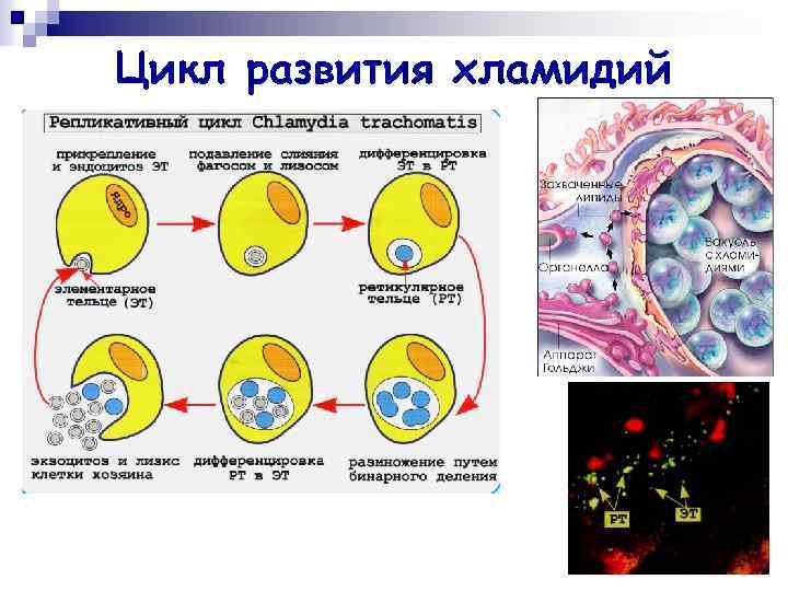 Цикл развития хламидий 