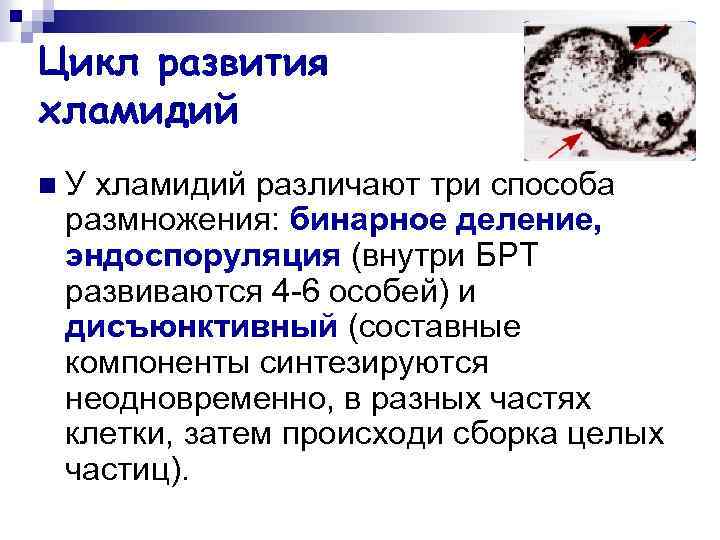 Цикл развития хламидий n У хламидий различают три способа размножения: бинарное деление, эндоспоруляция (внутри