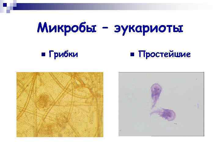 Микробы – эукариоты n Грибки n Простейшие 