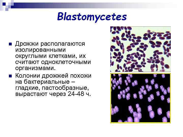 Blastomycetes n n Дрожжи располагаются изолированными округлыми клетками, их считают одноклеточными организмами. Колонии дрожжей