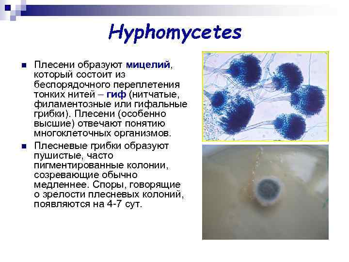 Hyphomycetes n n Плесени образуют мицелий, который состоит из беспорядочного переплетения тонких нитей –