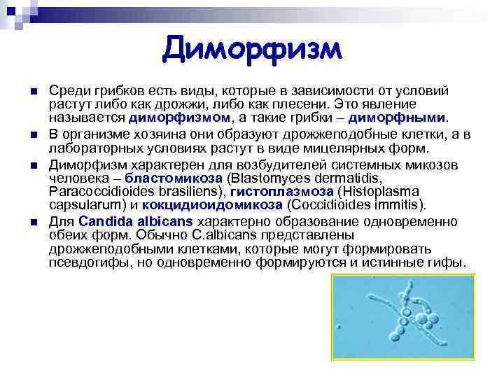 Диморфизм n n Среди грибков есть виды, которые в зависимости от условий растут либо