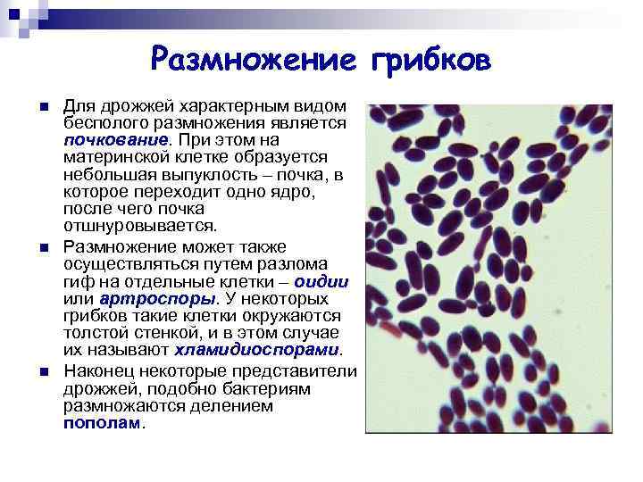 Размножение грибков n n n Для дрожжей характерным видом бесполого размножения является почкование. При