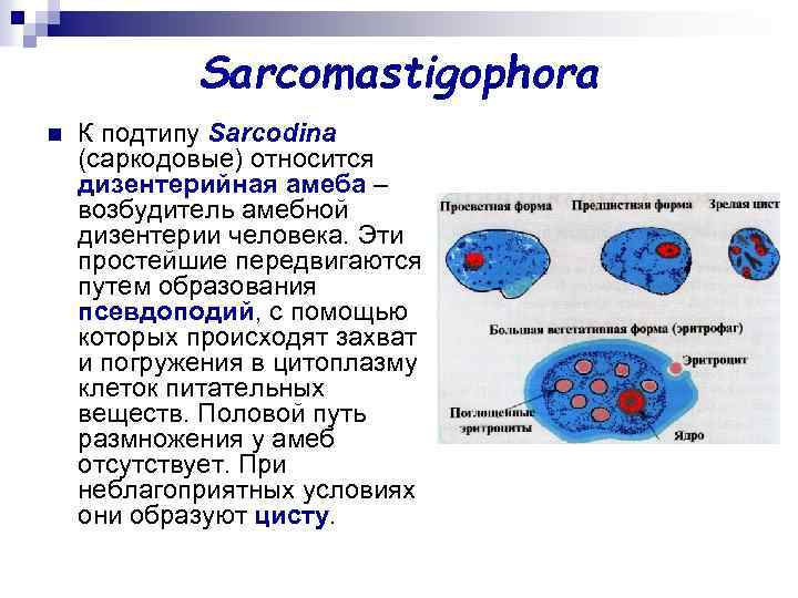 Sarcomastigophora n К подтипу Sarcodina (саркодовые) относится дизентерийная амеба – возбудитель амебной дизентерии человека.