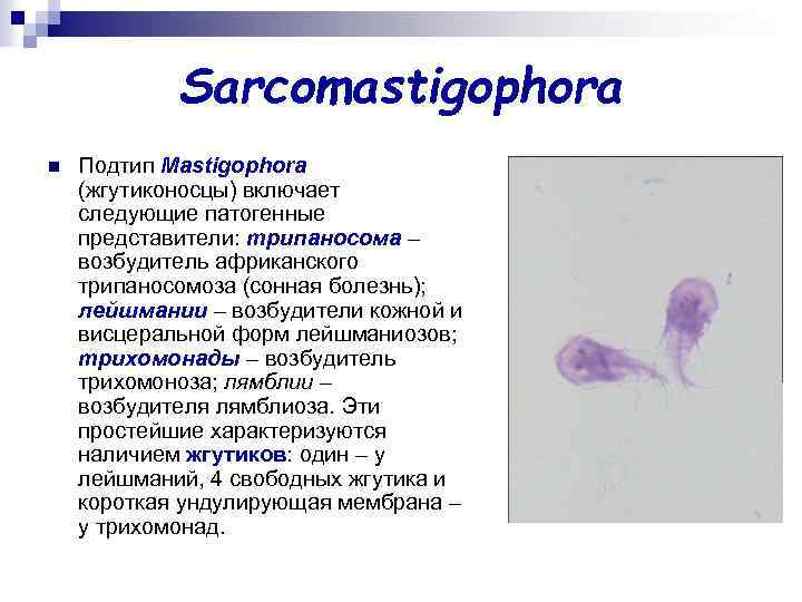 Sarcomastigophora n Подтип Mastigophora (жгутиконосцы) включает следующие патогенные представители: трипаносома – возбудитель африканского трипаносомоза