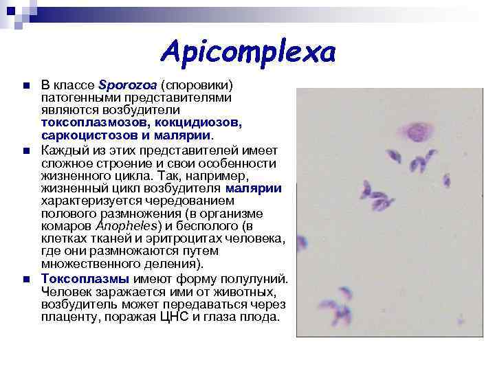 Apicomplexa n n n В классе Sporozoa (споровики) патогенными представителями являются возбудители токсоплазмозов, кокцидиозов,