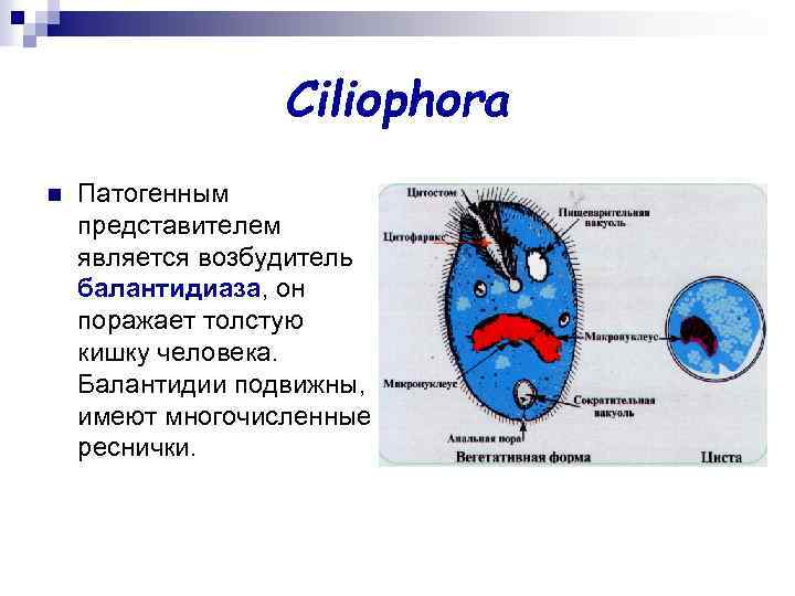 Ciliophora n Патогенным представителем является возбудитель балантидиаза, он поражает толстую кишку человека. Балантидии подвижны,