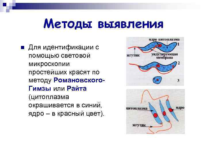 Методы выявления n Для идентификации с помощью световой микроскопии простейших красят по методу Романовского.