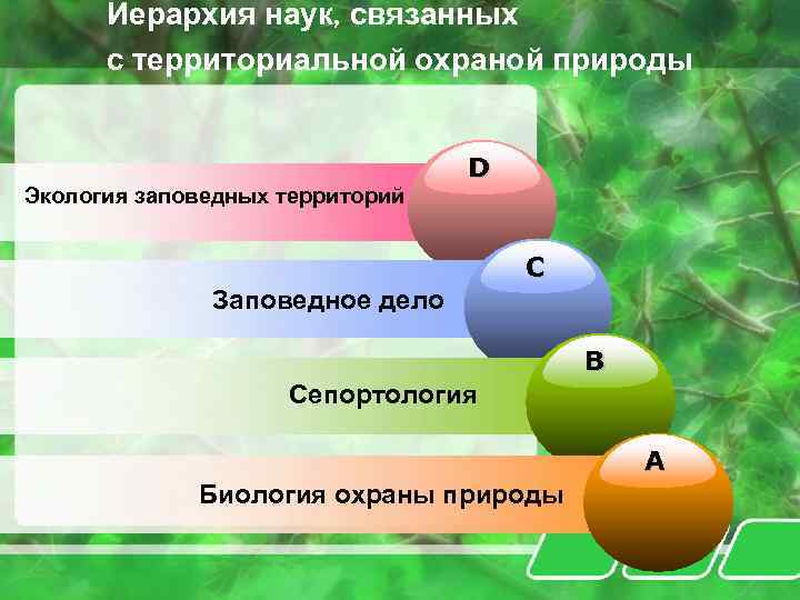 Иерархия наук, связанных с территориальной охраной природы Экология заповедных территорий D C Заповедное дело