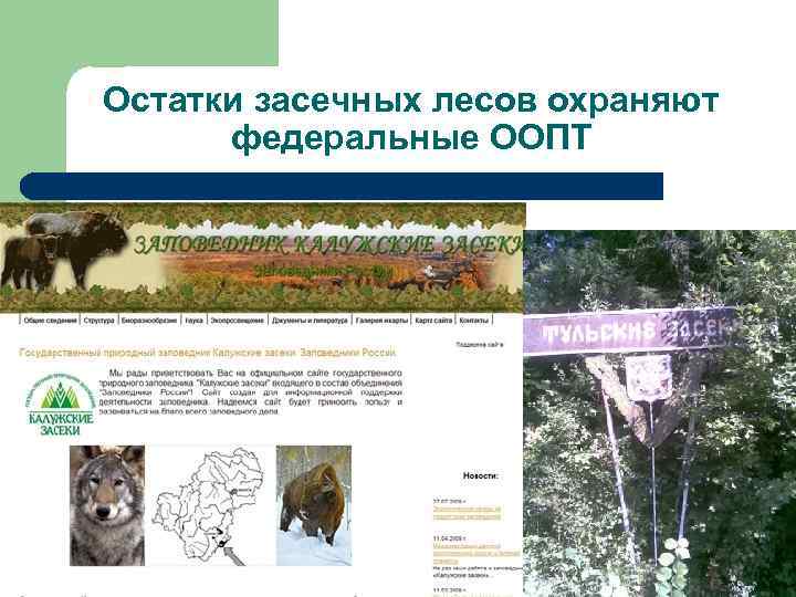 Остатки засечных лесов охраняют федеральные ООПТ 