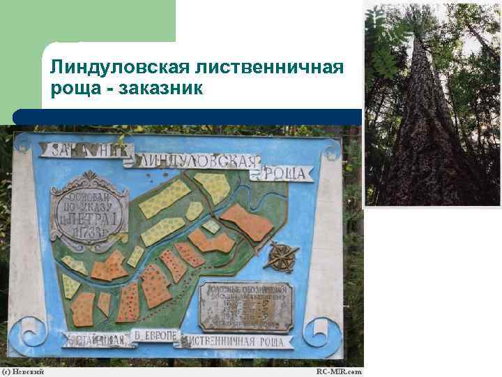 Линдуловская лиственничная роща - заказник 