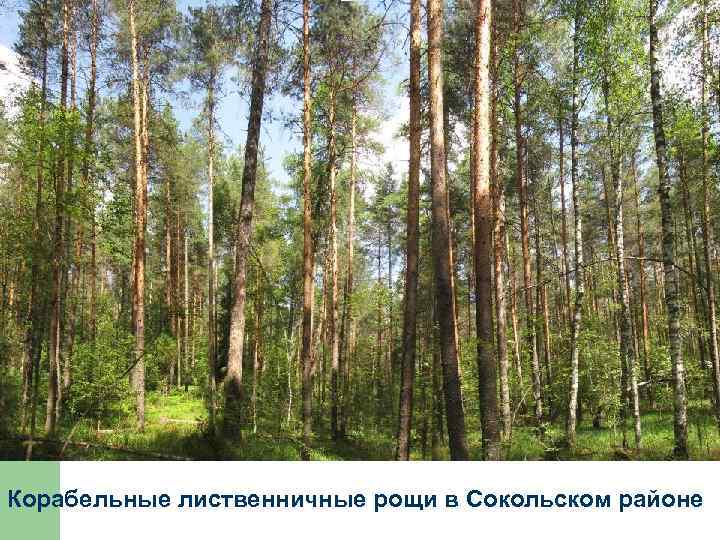 Корабельные лиственничные рощи в Сокольском районе 