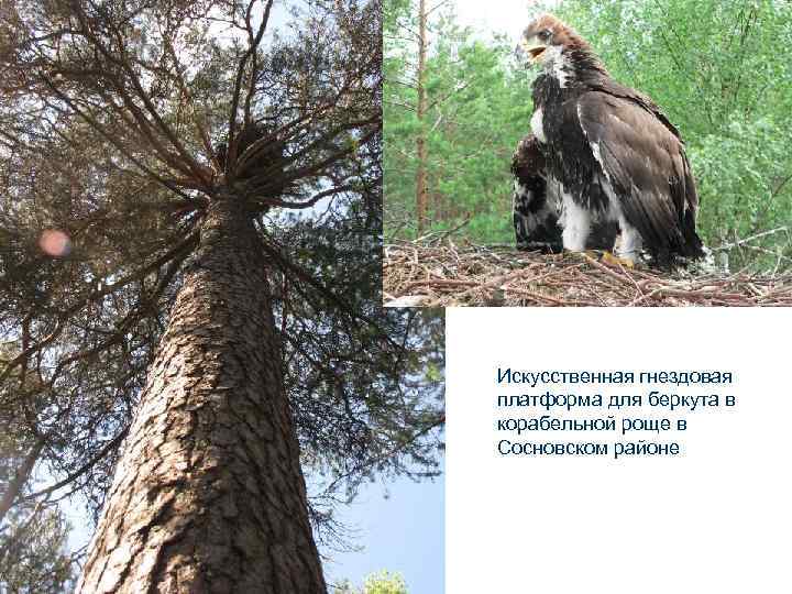 Искусственная гнездовая платформа для беркута в корабельной роще в Сосновском районе 