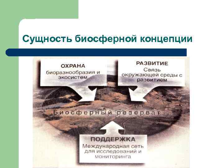 Сущность биосферной концепции 
