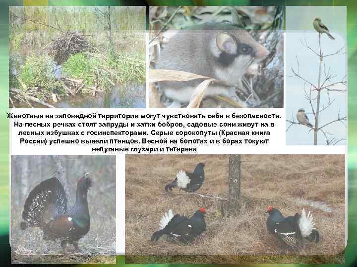 Животные на заповедной территории могут чувствовать себя в безопасности. На лесных речках стоят запруды