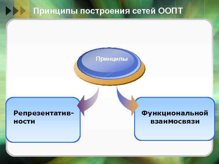 Принципы построения сетей ООПТ Принципы Репрезентативности Функциональной взаимосвязи 