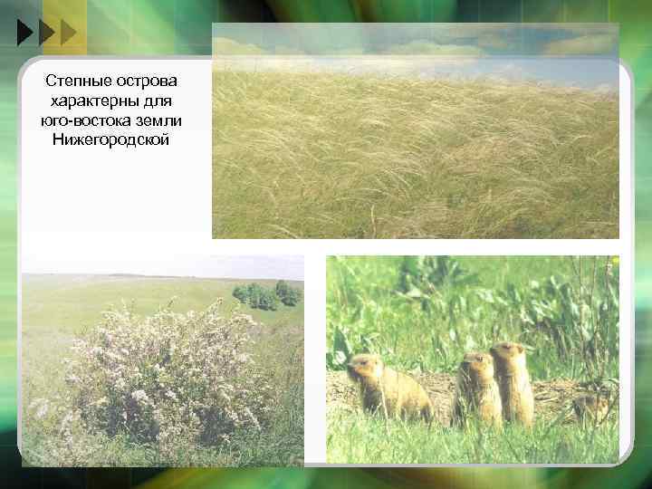Степные острова характерны для юго-востока земли Нижегородской 