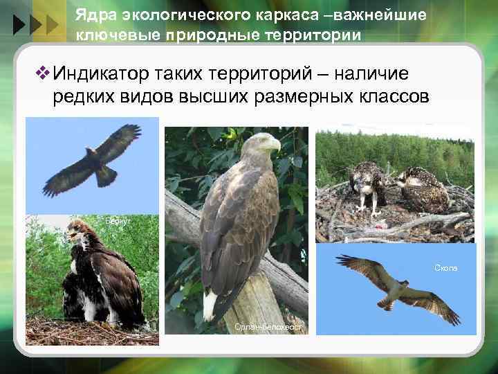 Ядра экологического каркаса –важнейшие ключевые природные территории v Индикатор таких территорий – наличие редких