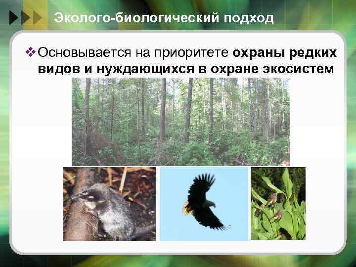 Эколого-биологический подход v Основывается на приоритете охраны редких видов и нуждающихся в охране экосистем